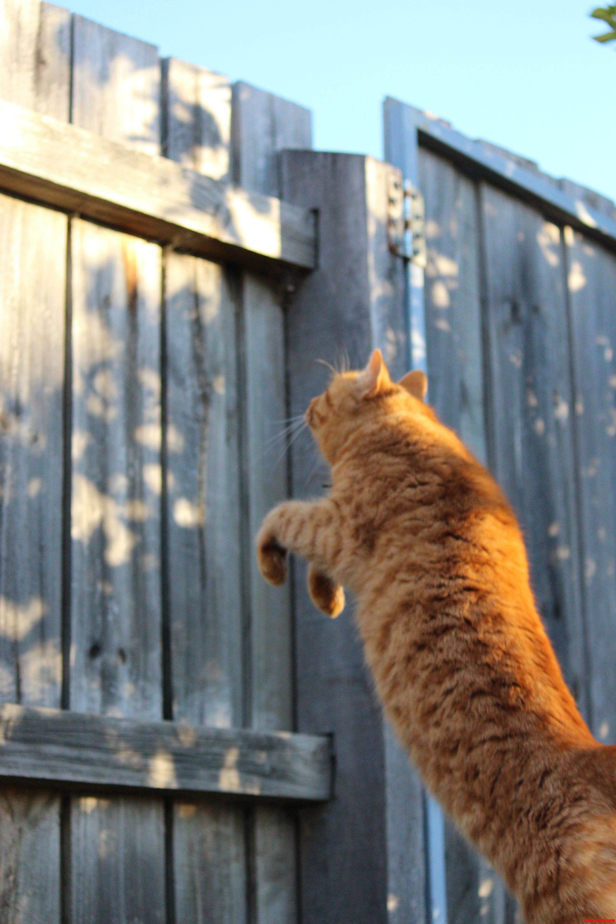 Leap