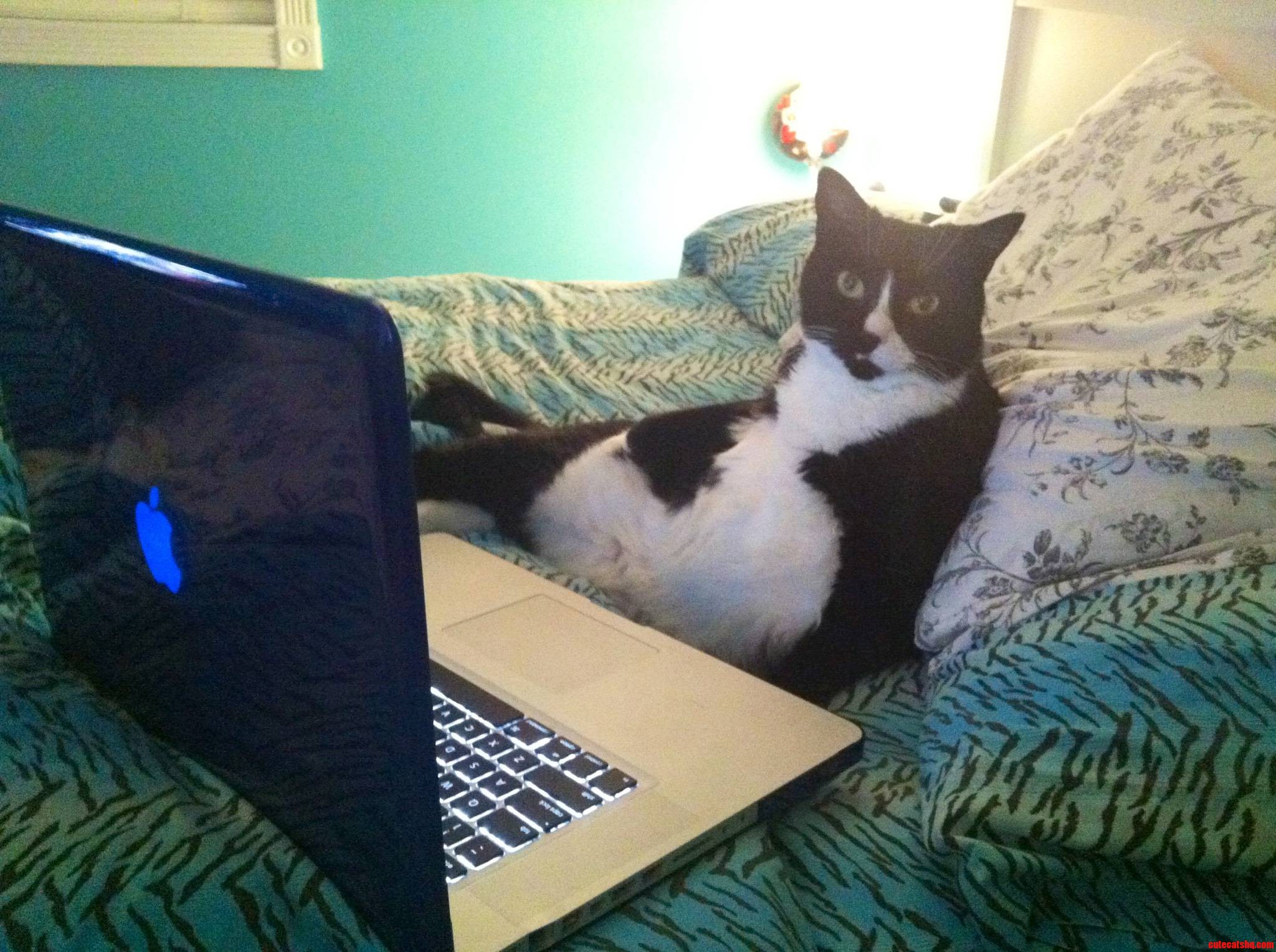Left My Cat Alone for 5 Seconds While I Went to the Bathroom  Came Back to This.