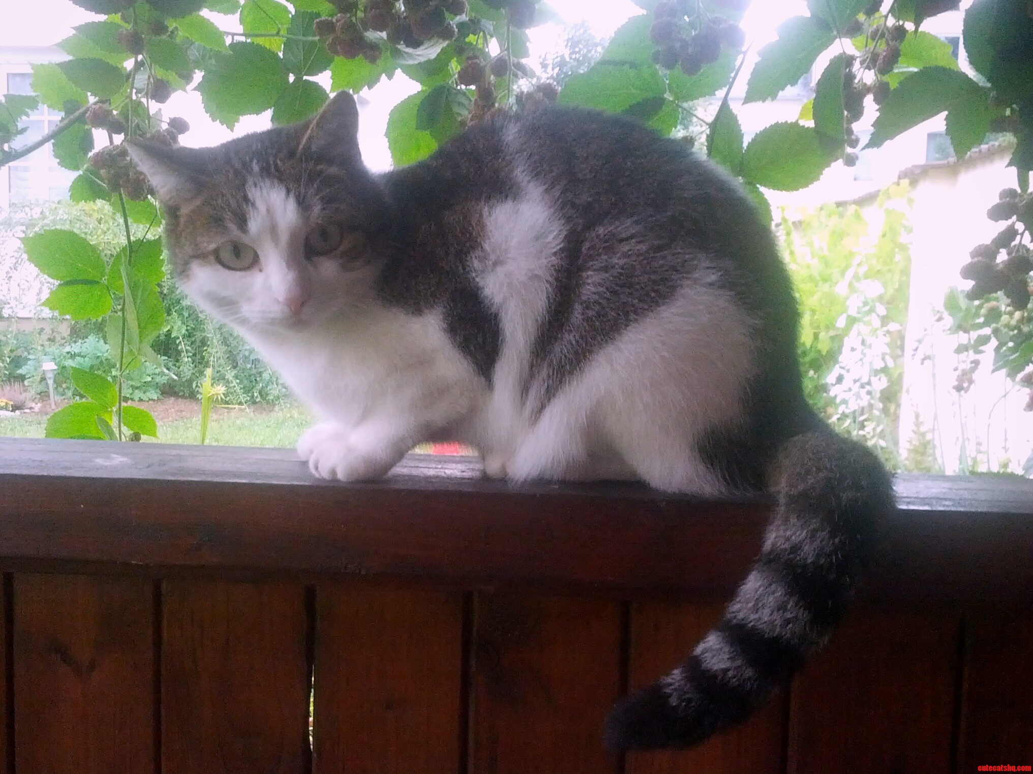 Like the Other Cats in the Neighborhood  Susi Is a Close Observer When There S a Barbeque