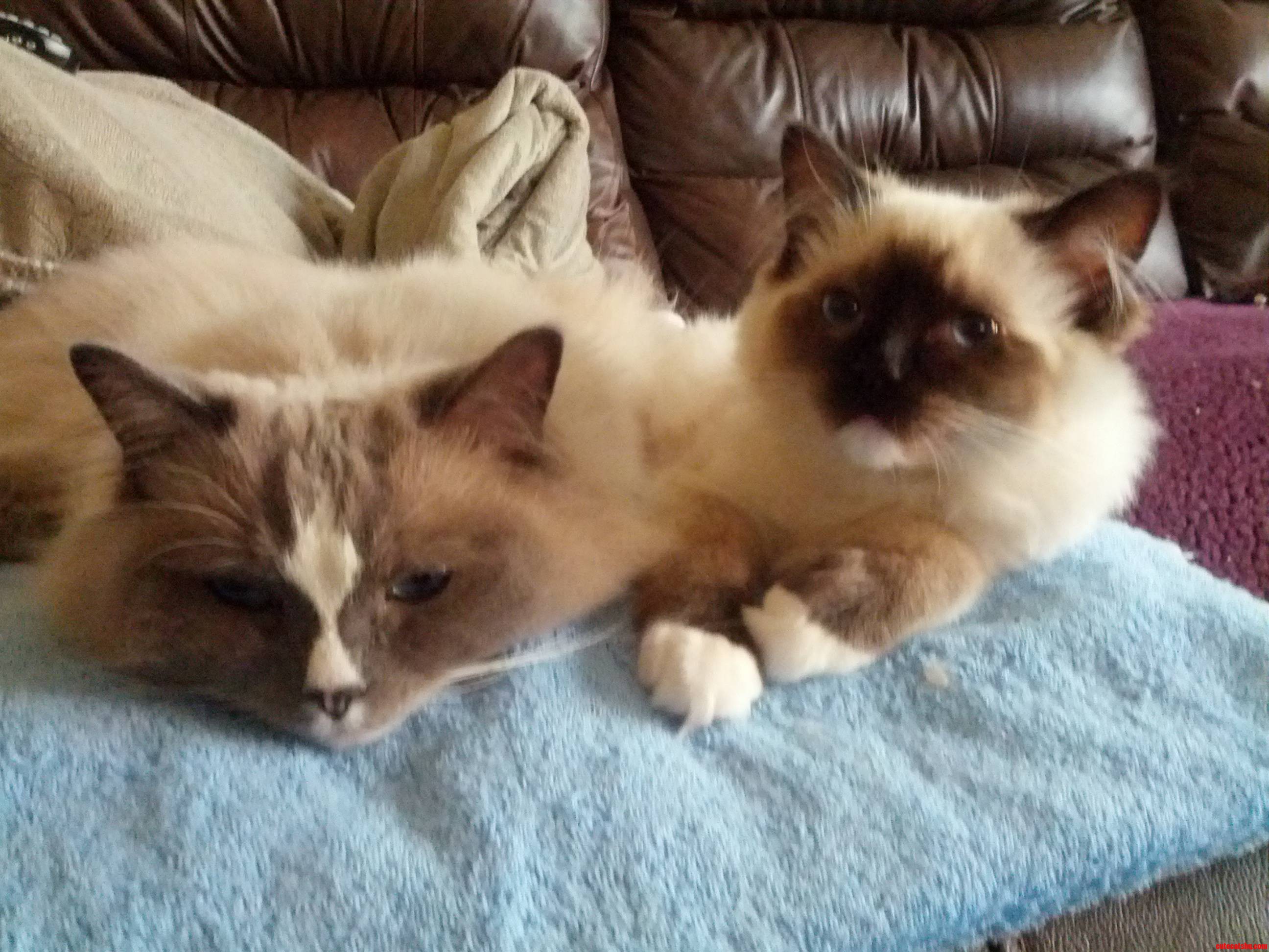 Lola and Griffin Chillin