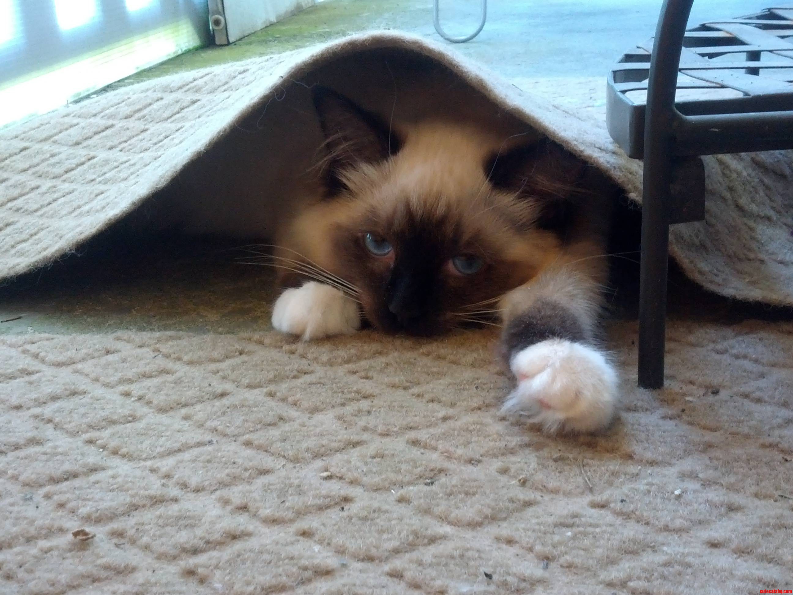 Lola Hanging Out Under the Rug