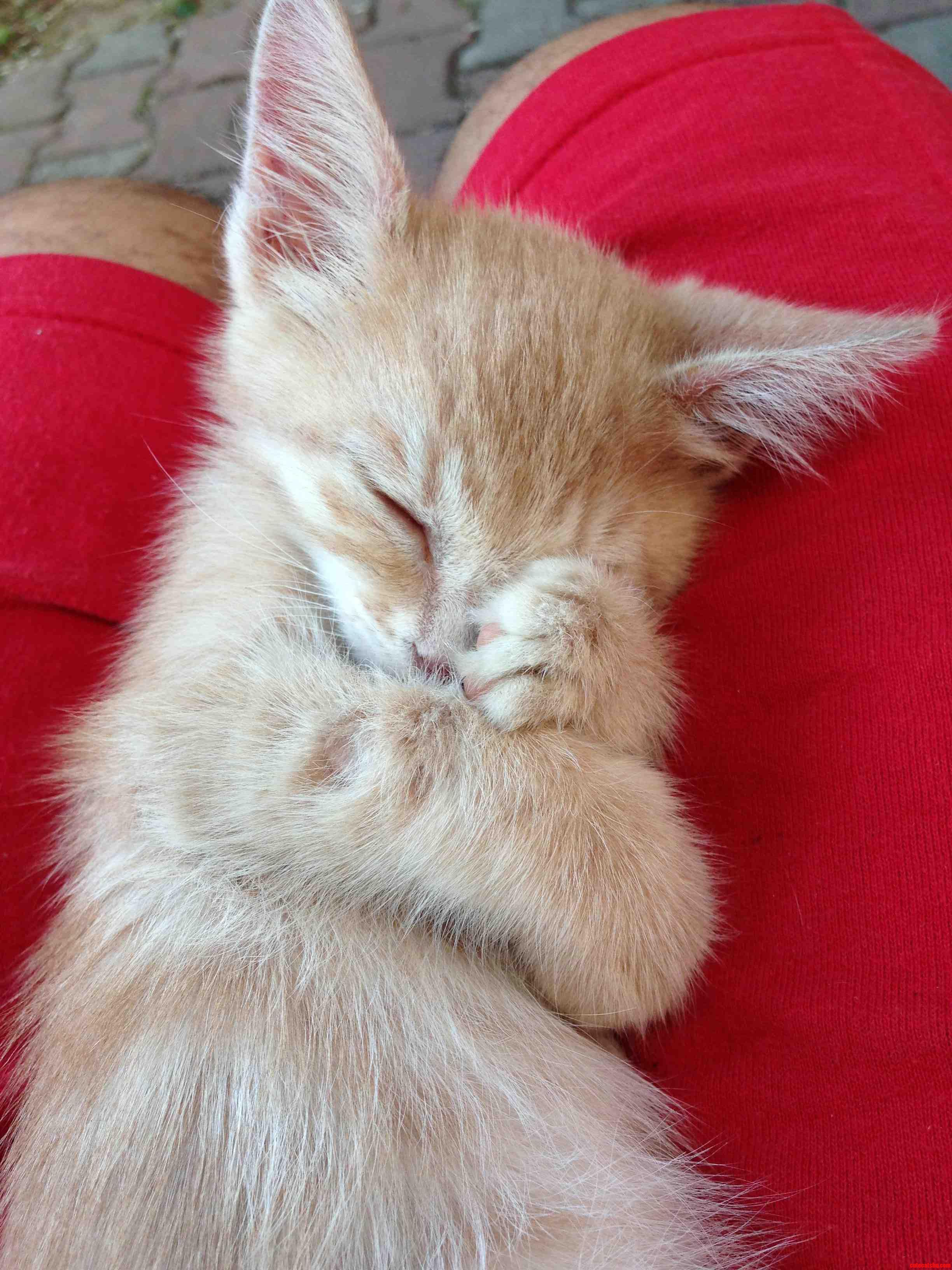 Look After This Little Guy for Over a Week