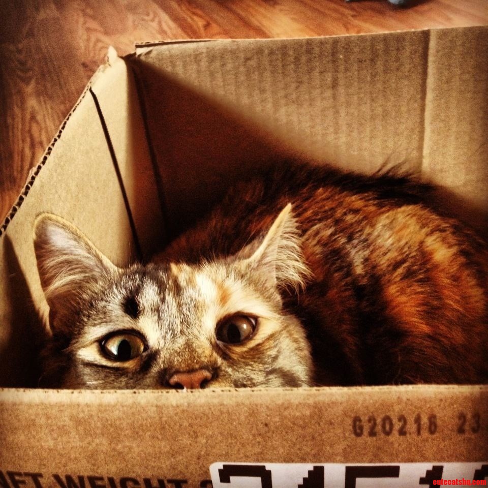 Looking a Little Cross-eyed. If I Fits I Sits.