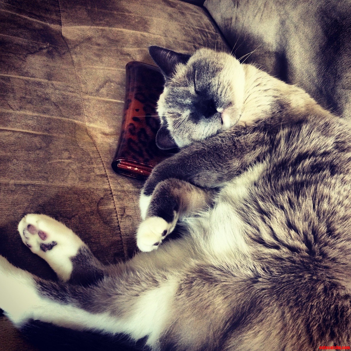 Lord Buttercup Has Interesting Taste in Pillows.