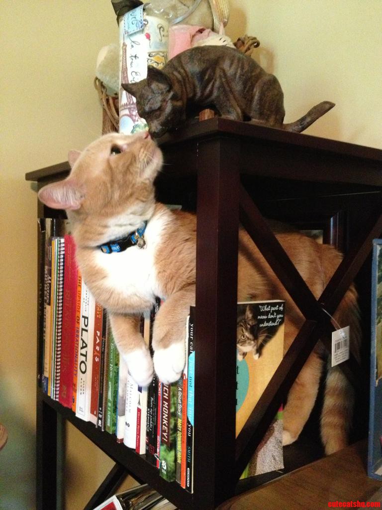 Love Like Only a Cat Can
