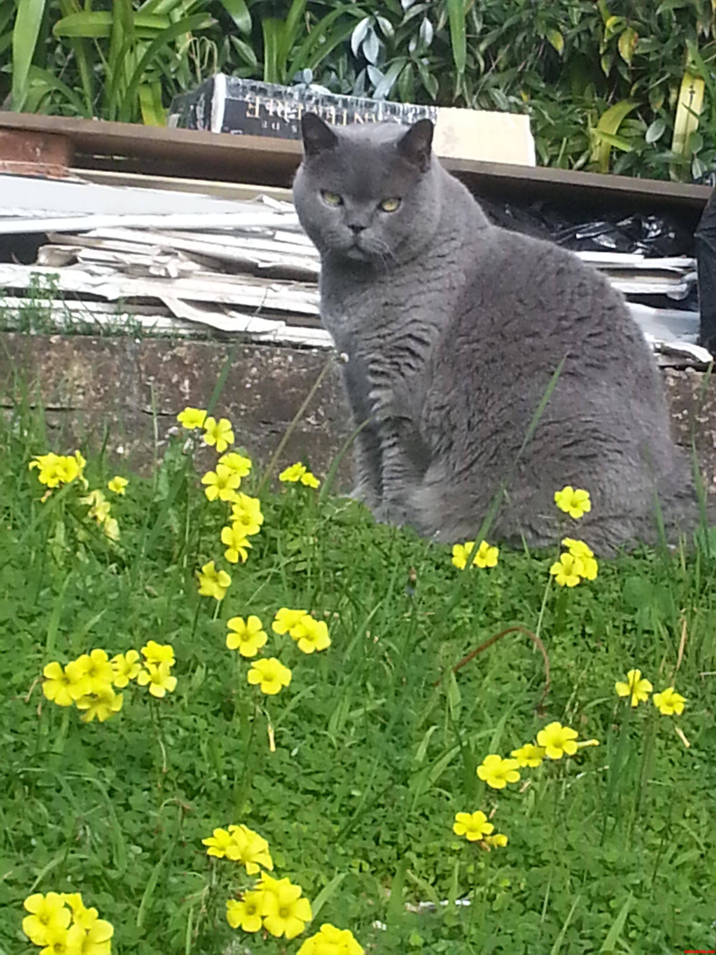 Lovely Day for a Cat