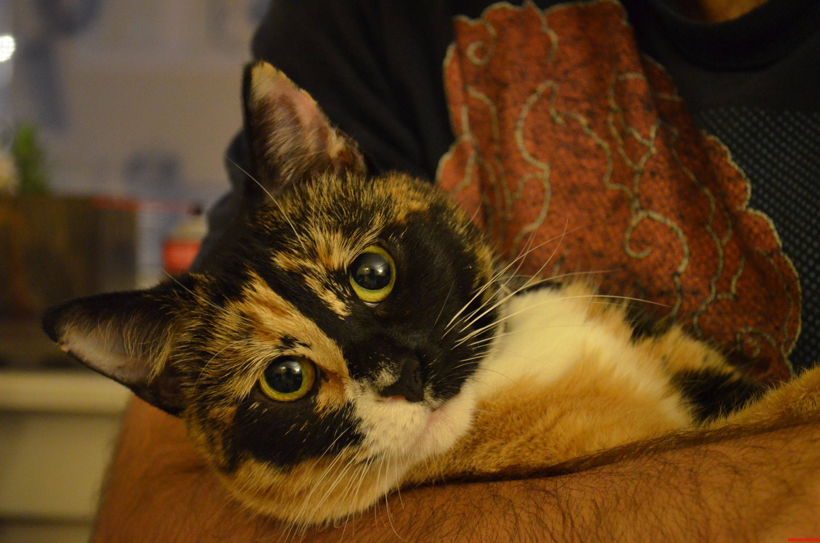 Lucy's Endearing Little Face.