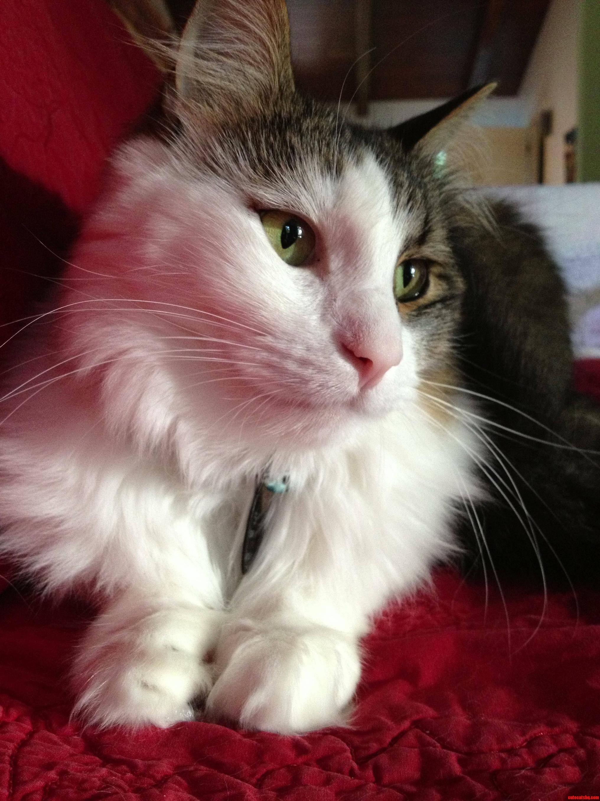 Maximus Spartacus  the Daintiest Cat I Know