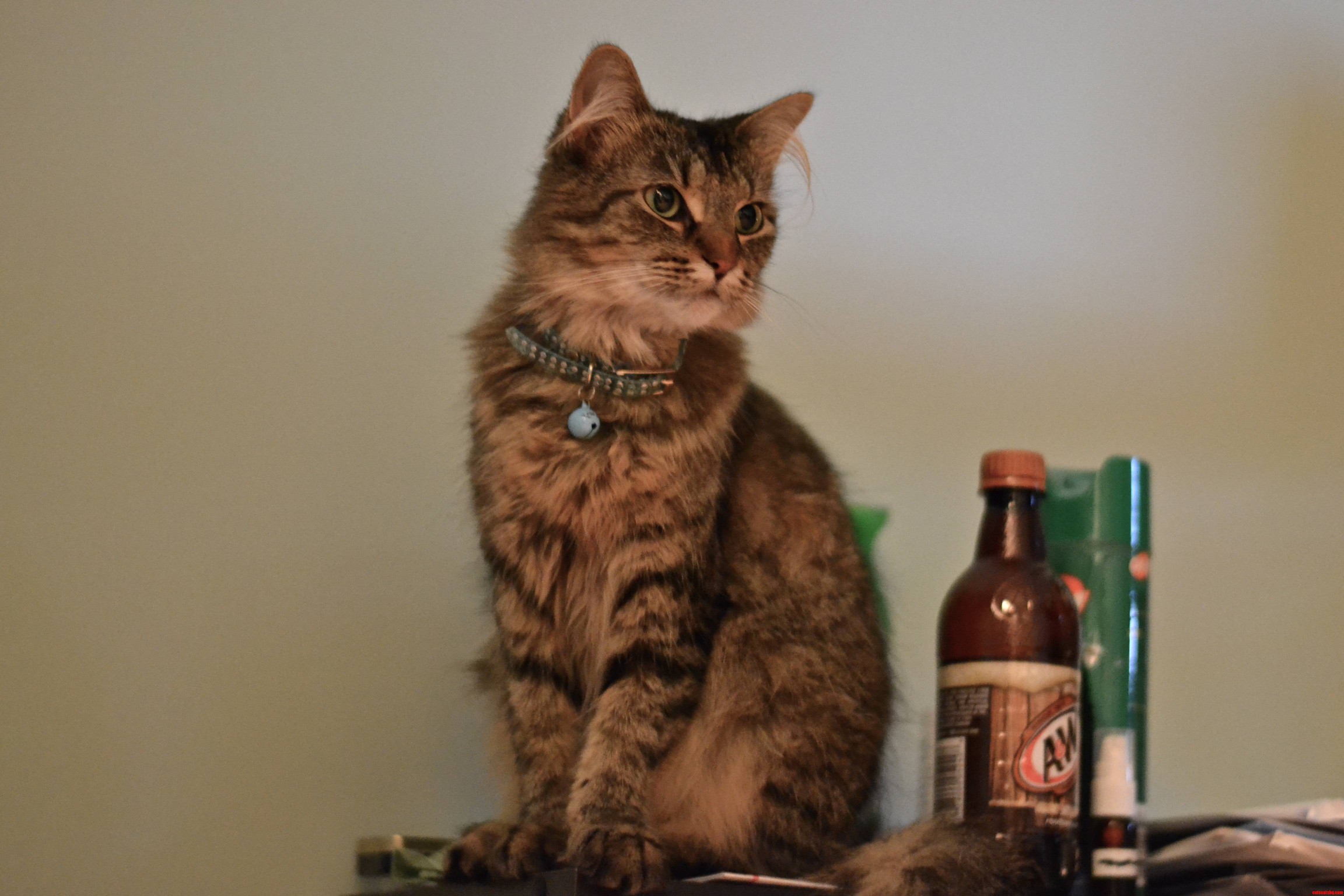 May I Introduce to You My Cat  Molly.