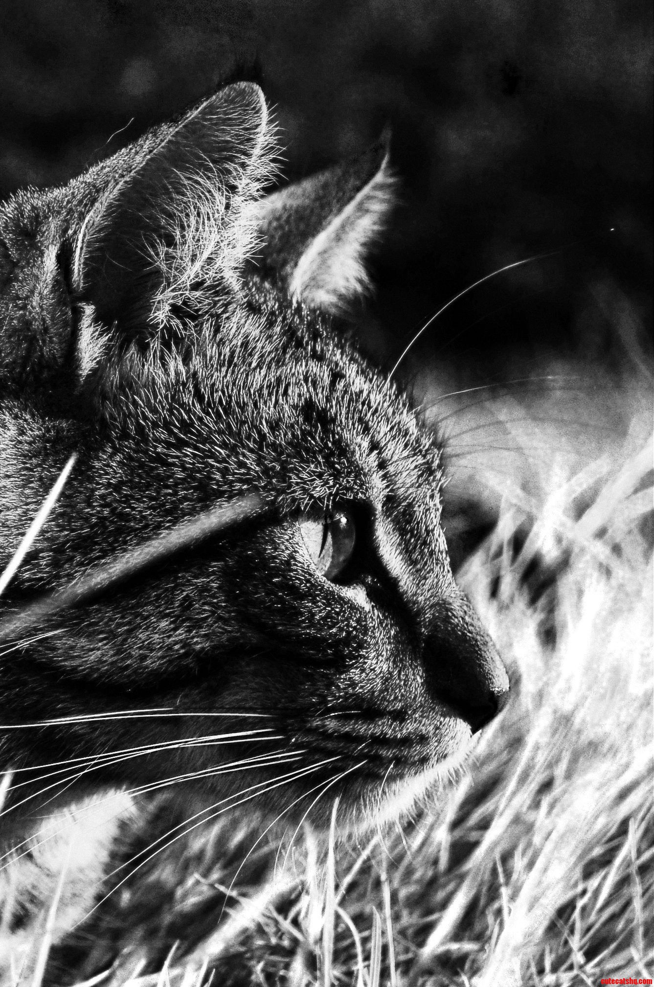 Me and My Cat Had a Photoshoot. Check Out This Portrait