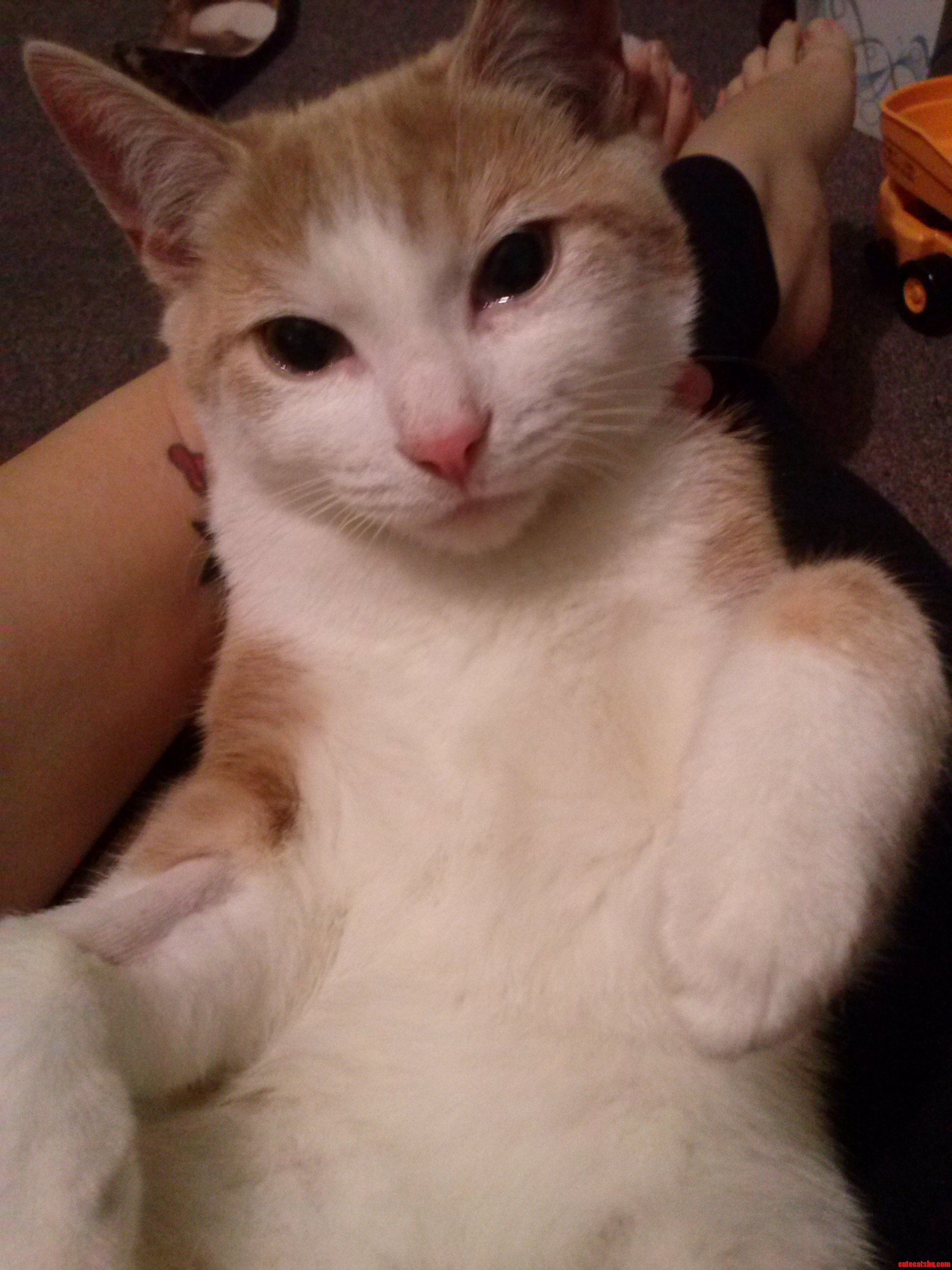 Meet Artemis the Amazing Gender Bending Cat  Formerly Known As Pandora