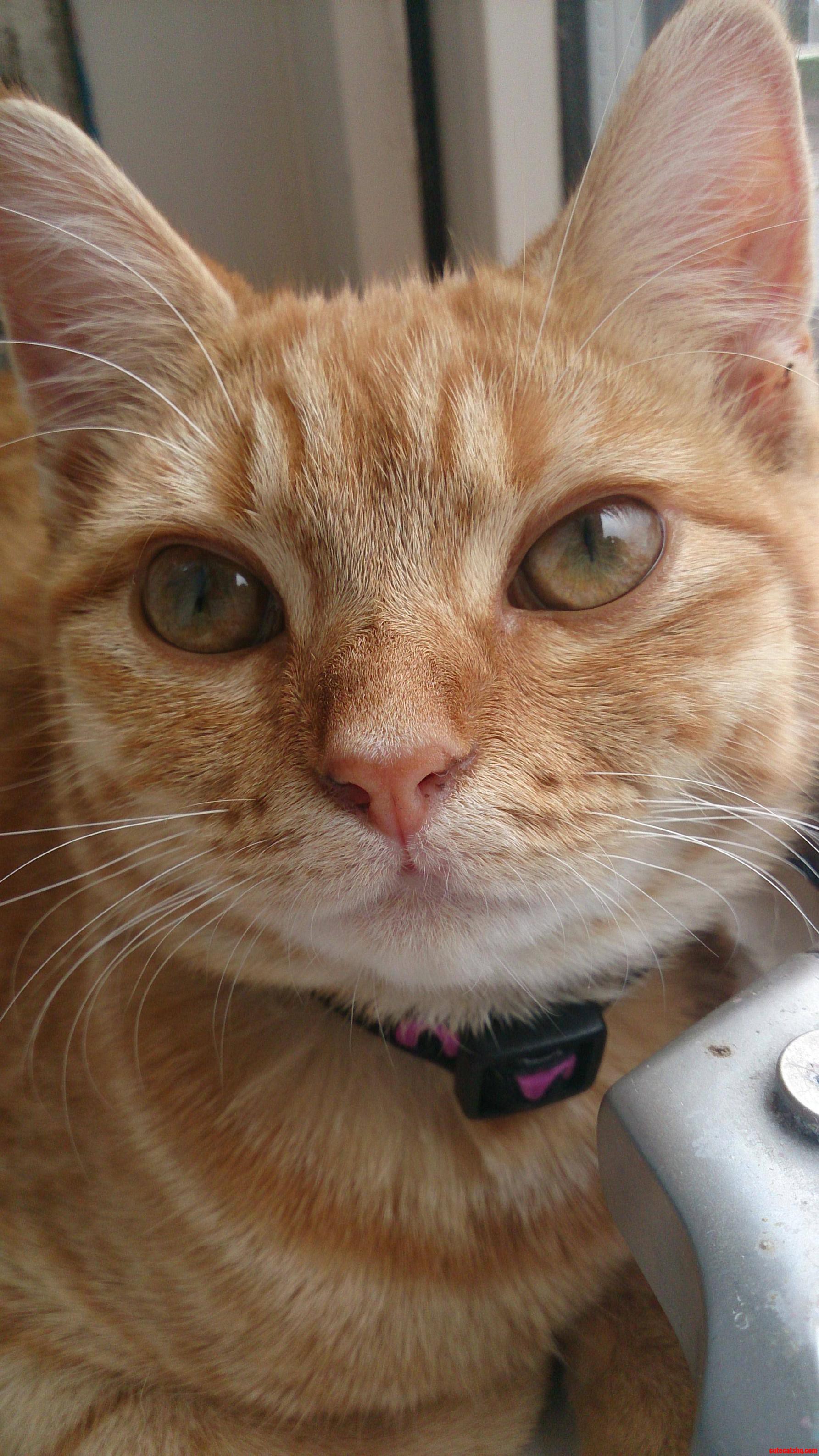 Meet Candy  She's Cute As a Button