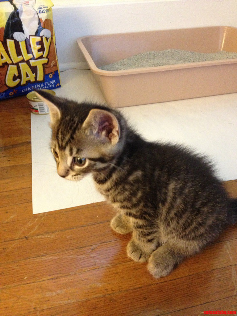 Meet Caster