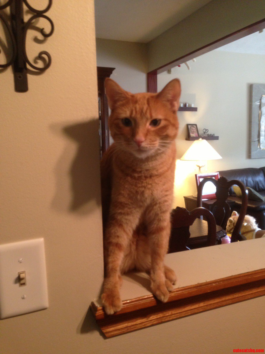 Meet Claude a Front-paw Syndactyly. He S Completely Fearless.