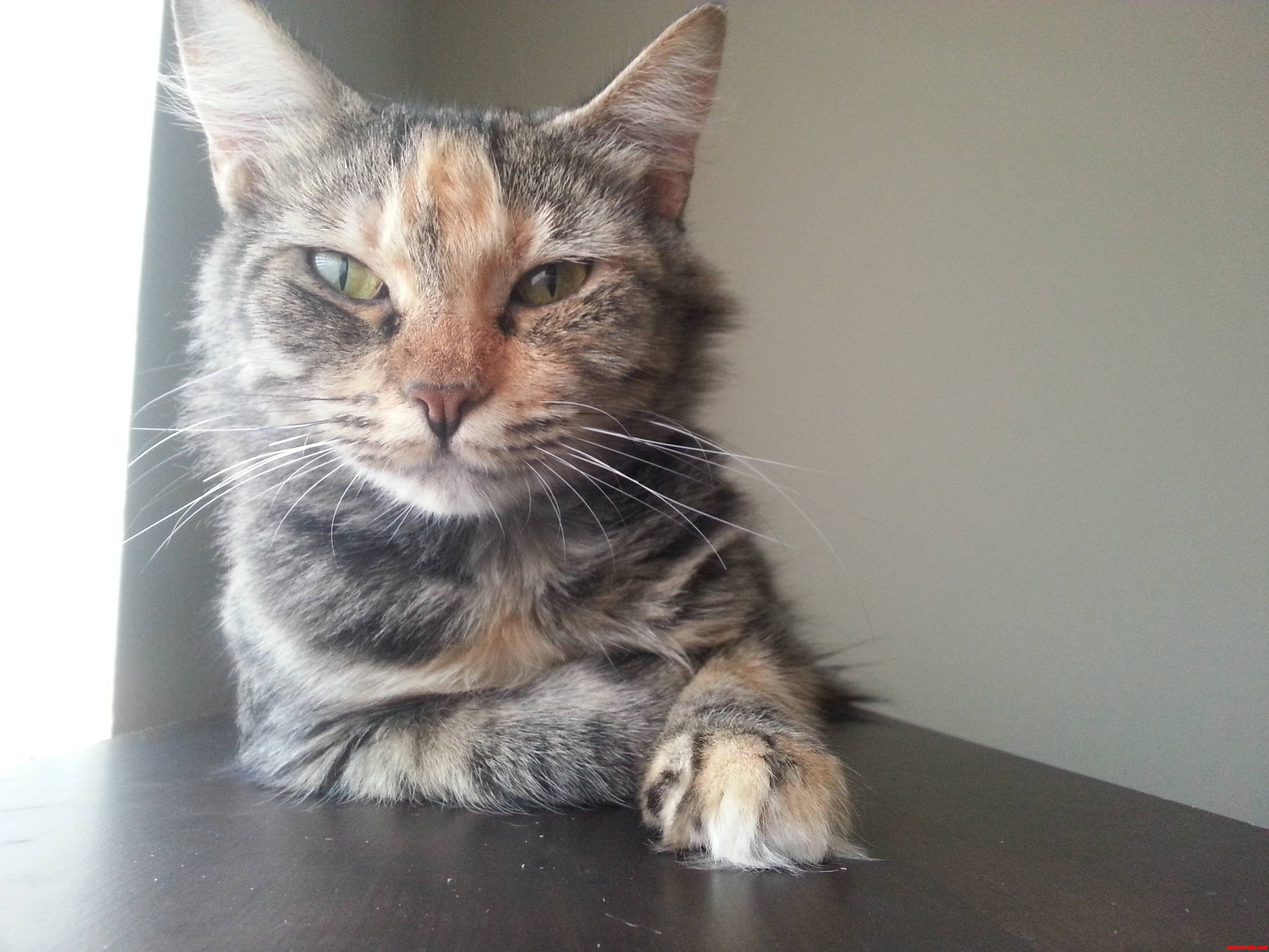 Meet Dr. Girlfriend  a Stray I Took in a Couple Weeks Ago.