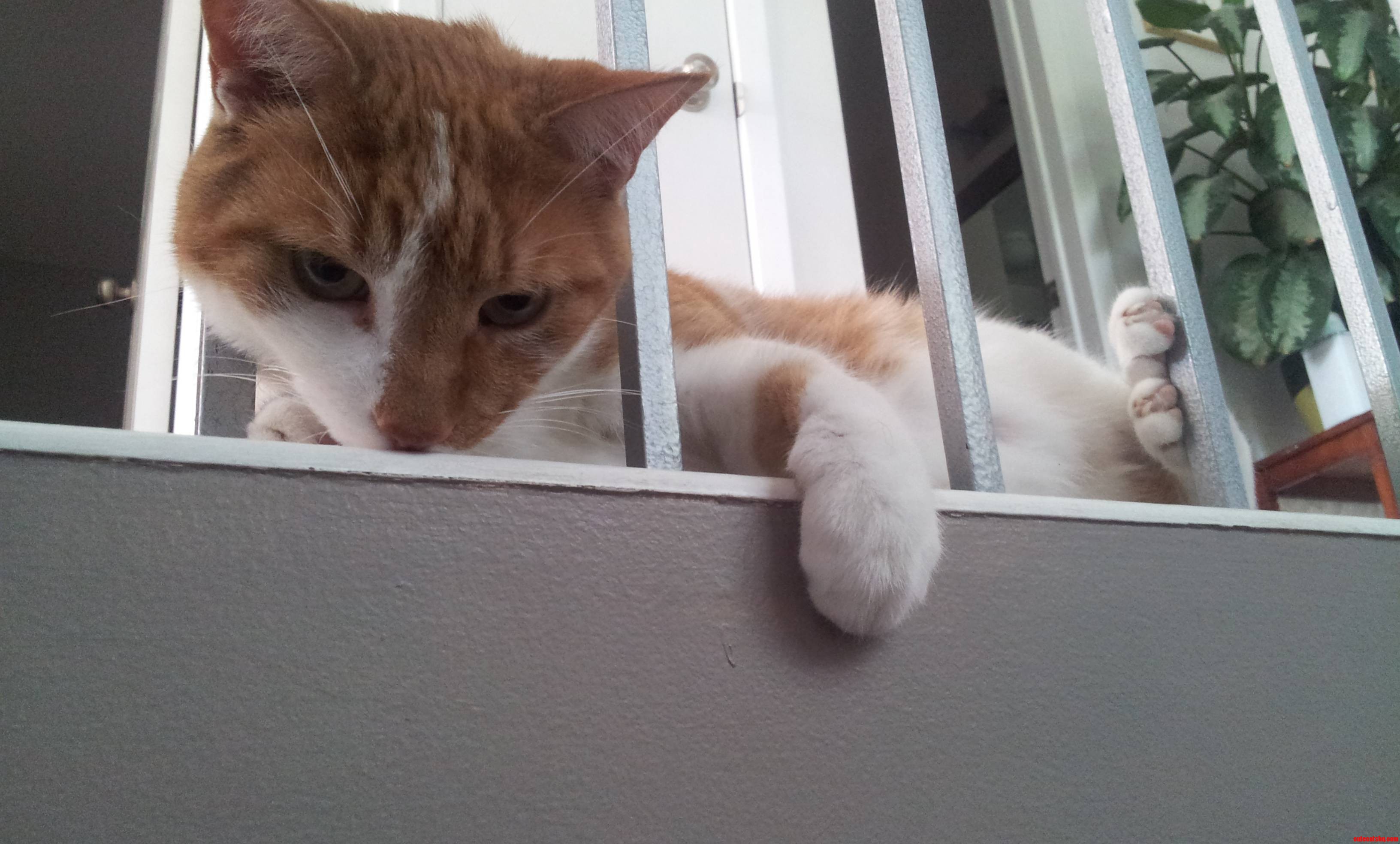 Meet George  He Likes Attacking Me While I Go Down the Stairs.