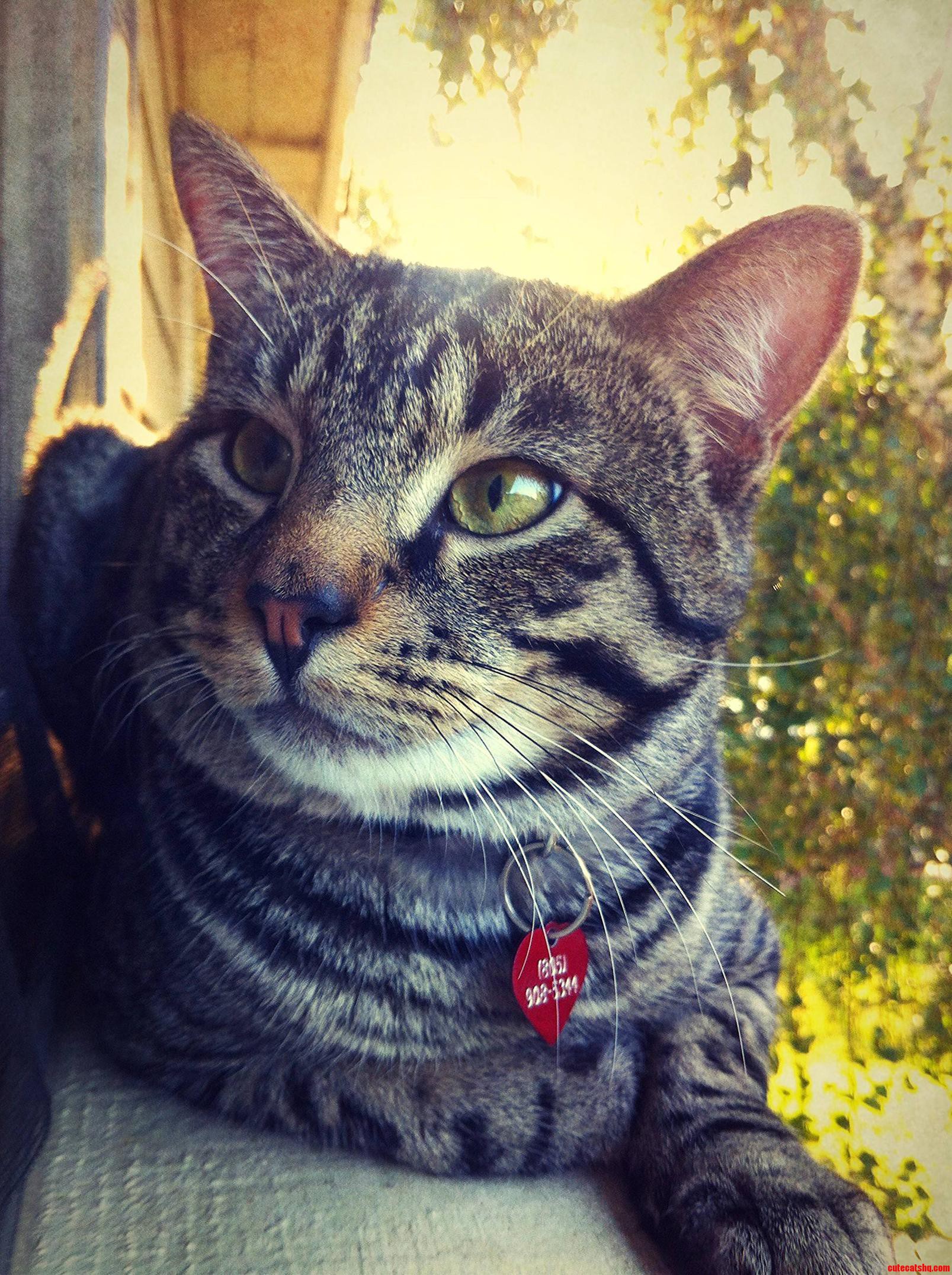 Meet Jack. He Likes to Pose.