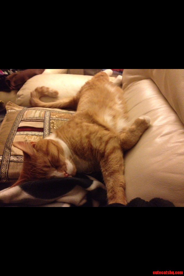 Meet Leo  the Reason I Have to Sit on the Left Side of My Sofa