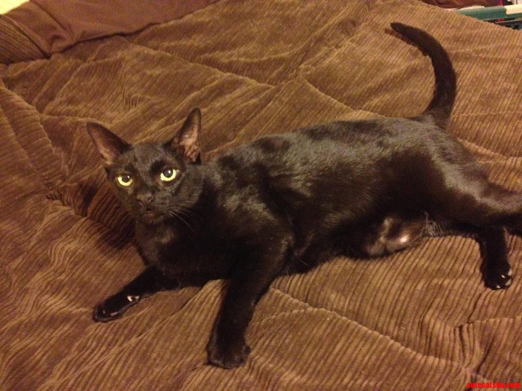 Meet Lucky the Black Cat