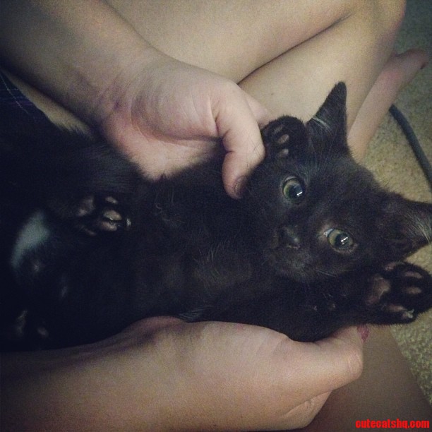 Meet My 8 Week Old Kitten  Vincent.