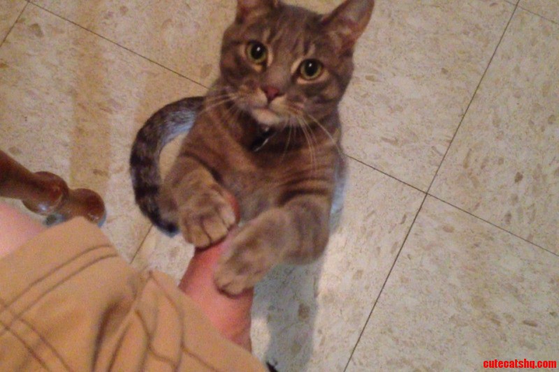 Meet My Cat  Shinx  He's Almost 1 Year Old