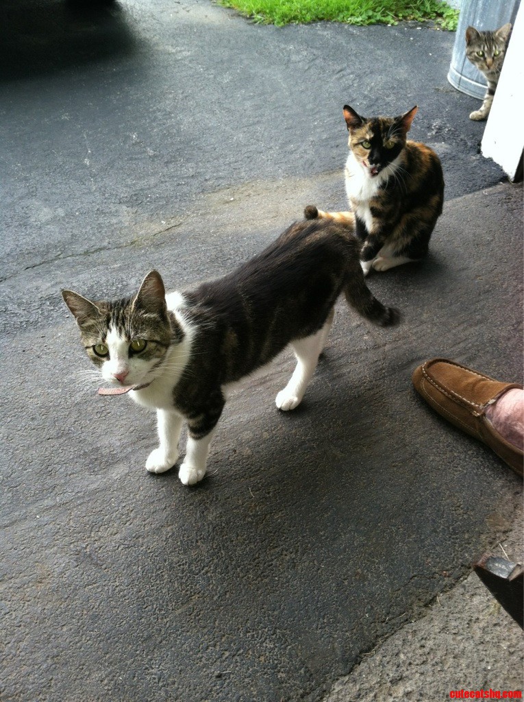 Meet My Neighbors Pets.