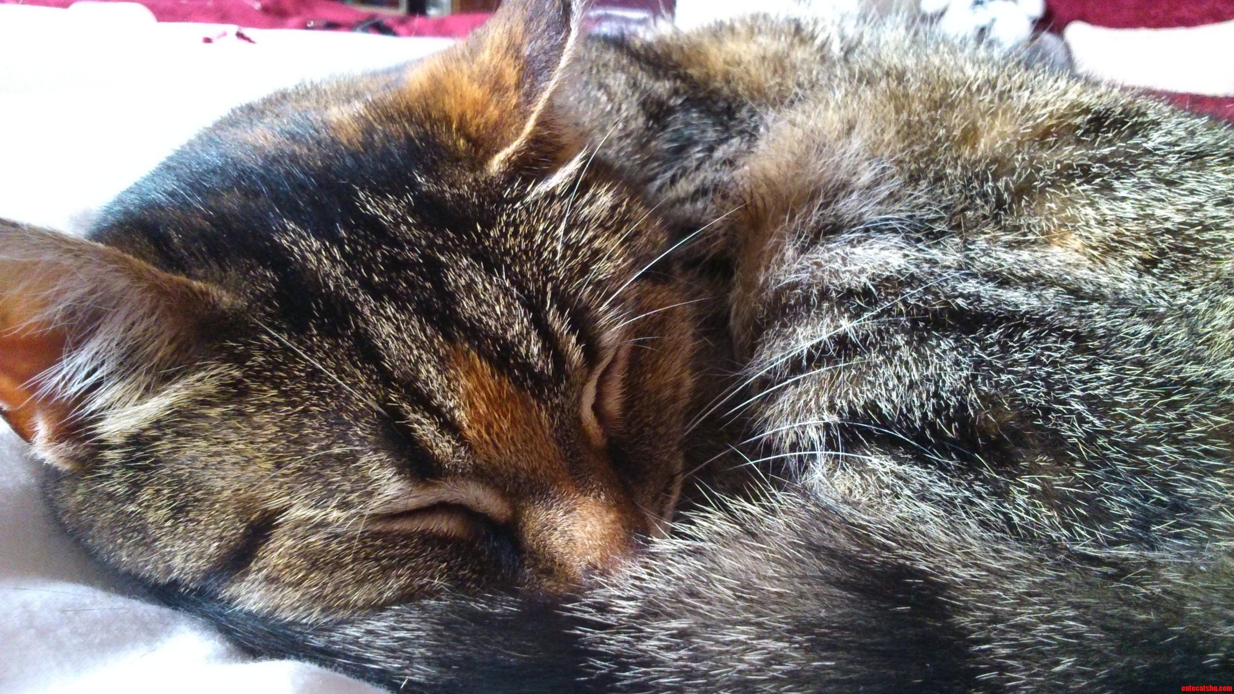 Meet My So S Cute Little Fuzzball-poppy