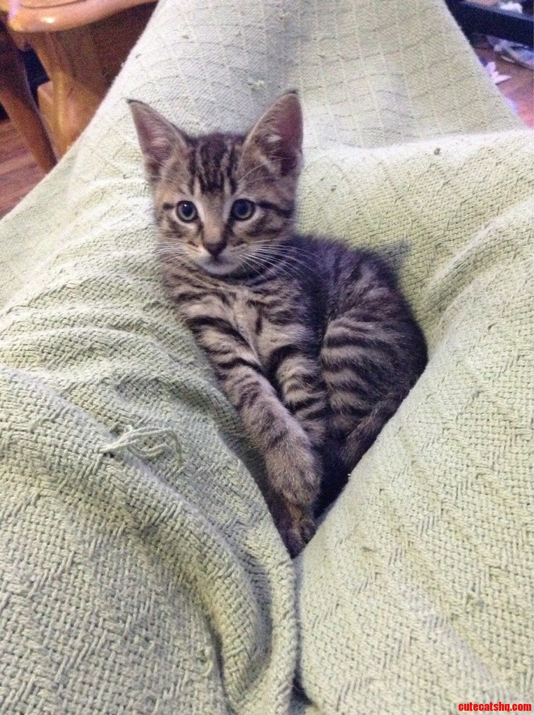 Meet Neko