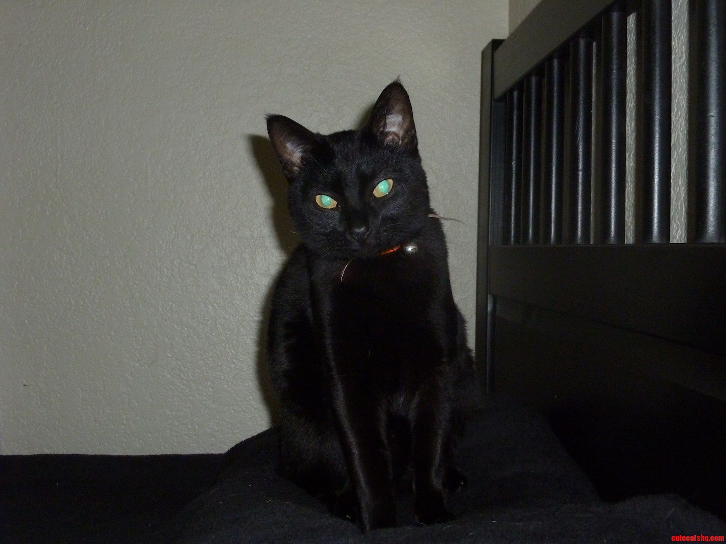 Meet Our Princess  Halloween