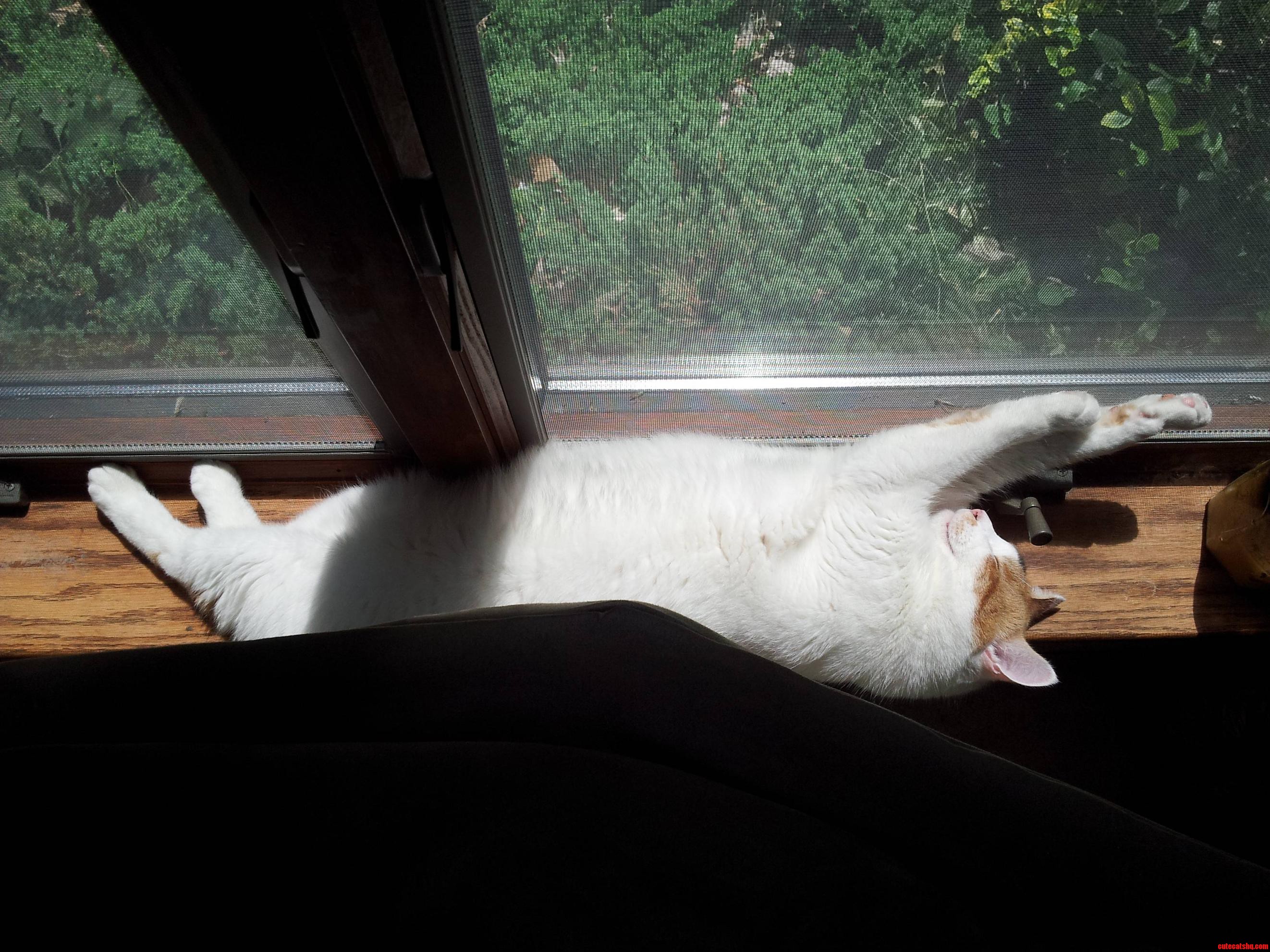 Meet Pumpkin. He Will Sleep Anywhere.