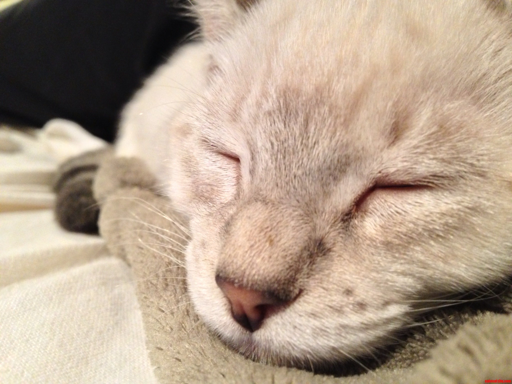 Meet the Newest Member of My Family Daenerys