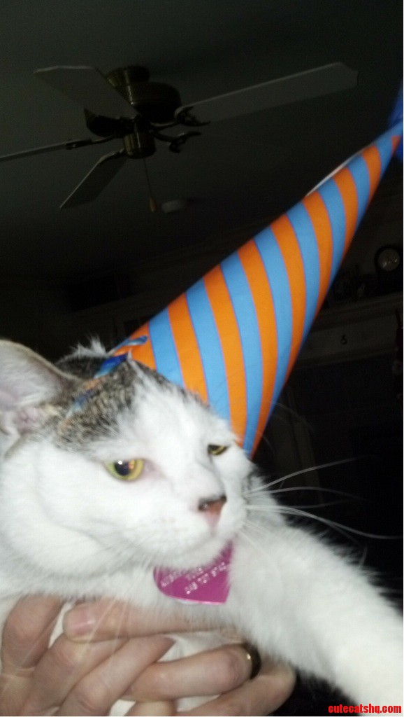 Meet White Cat. Dressed Up for My Birthday.