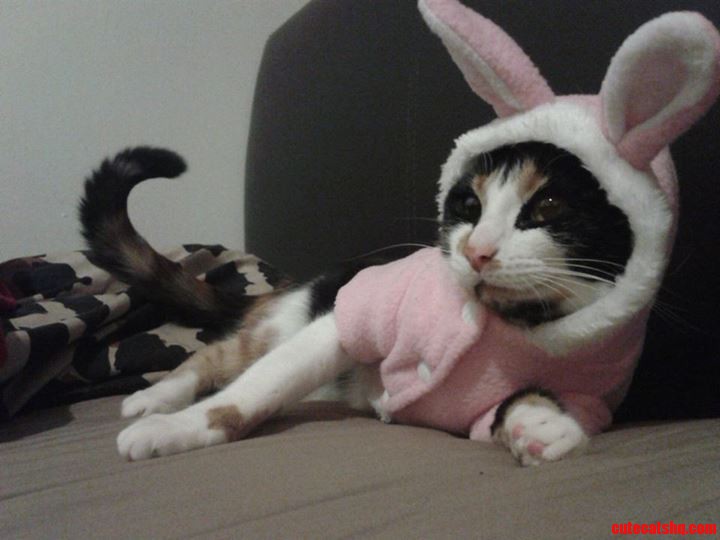 Meet My Cat Gypsy