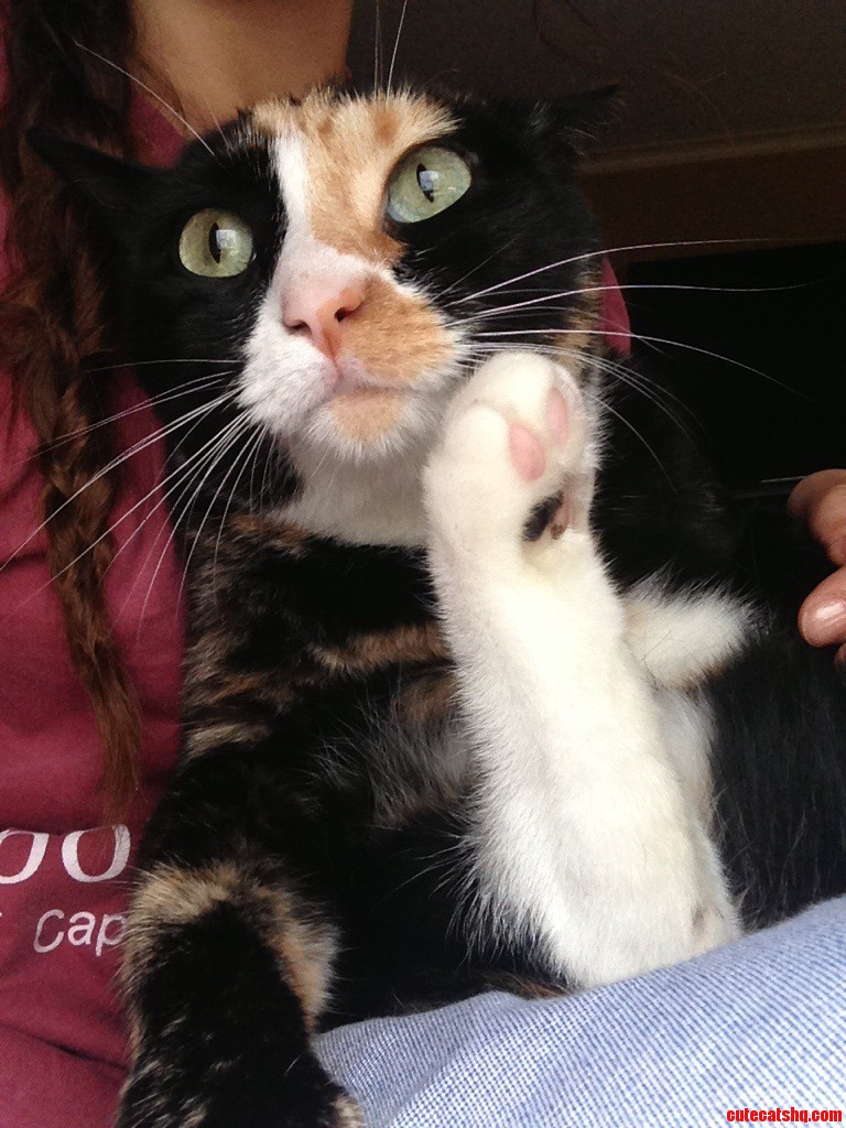 Meet My Cat Lila
