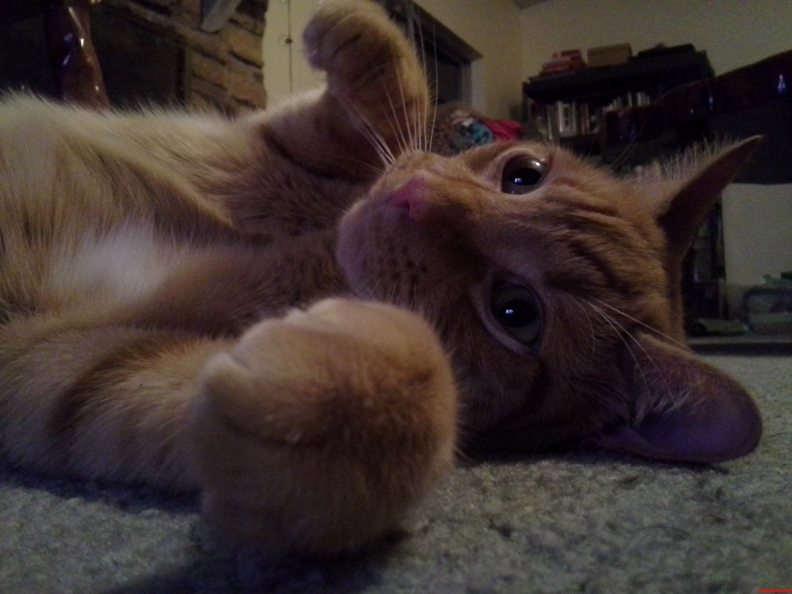 Meet My Cat Tater