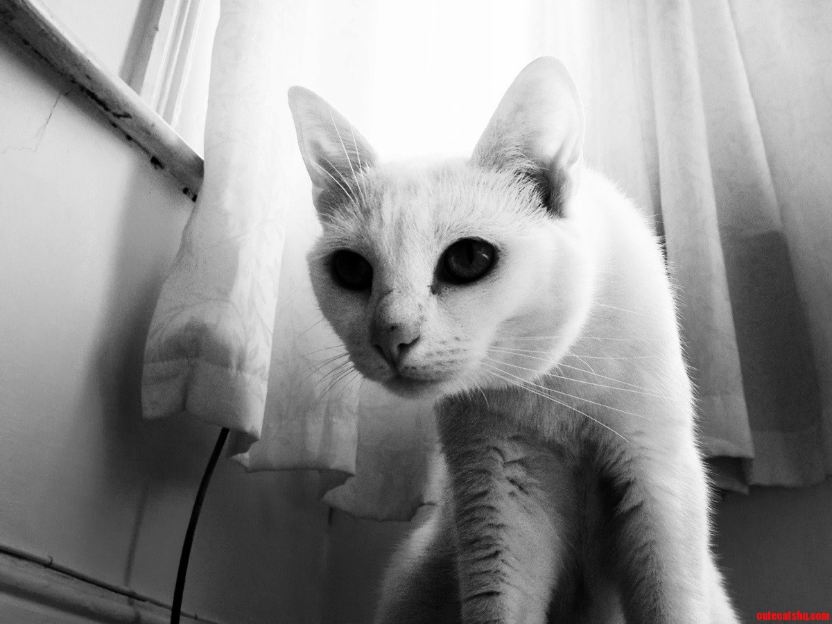 Meet My Kitty Sofia