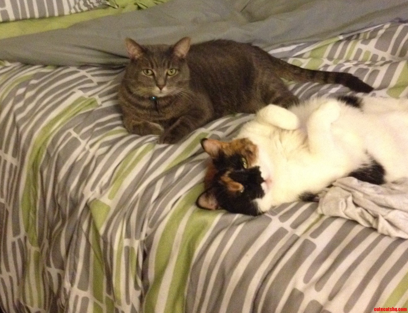 Missed My First Cake Day So for My Second Heres Both My Furry Little Ones.