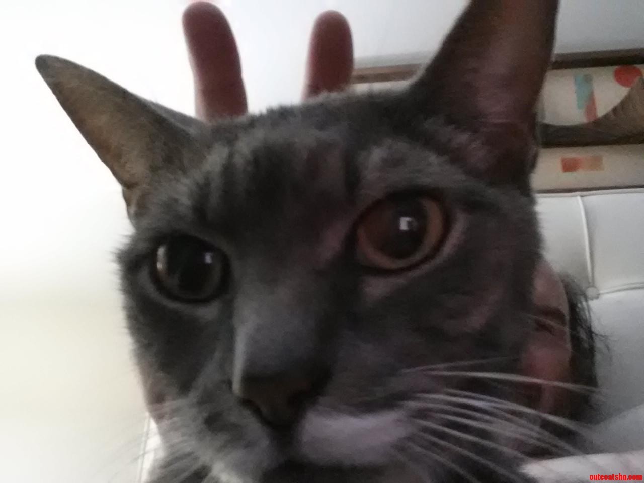 Mister Samwich