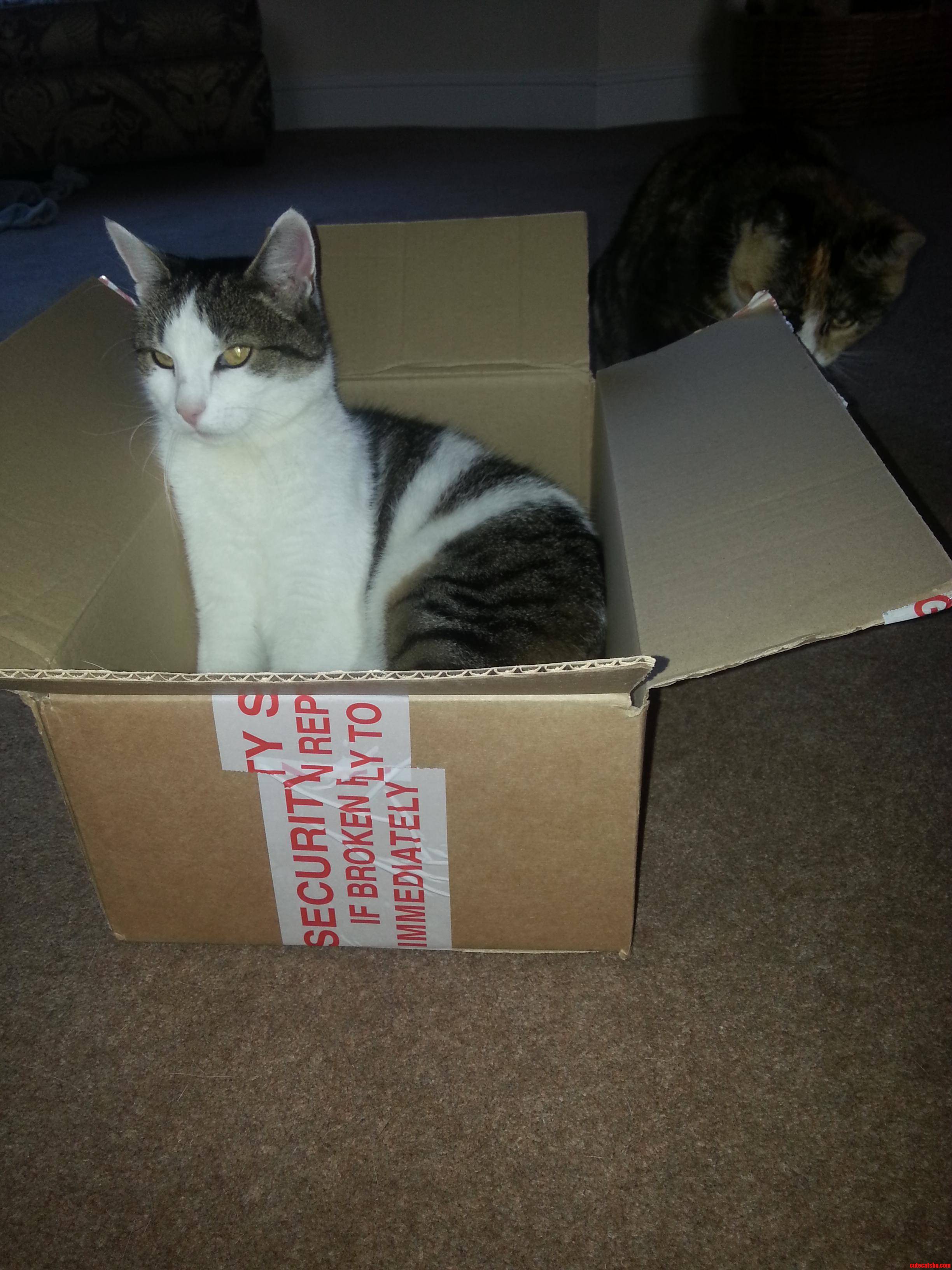 Molly Left the Box for a Treat. Meggy Instantly Jumped in