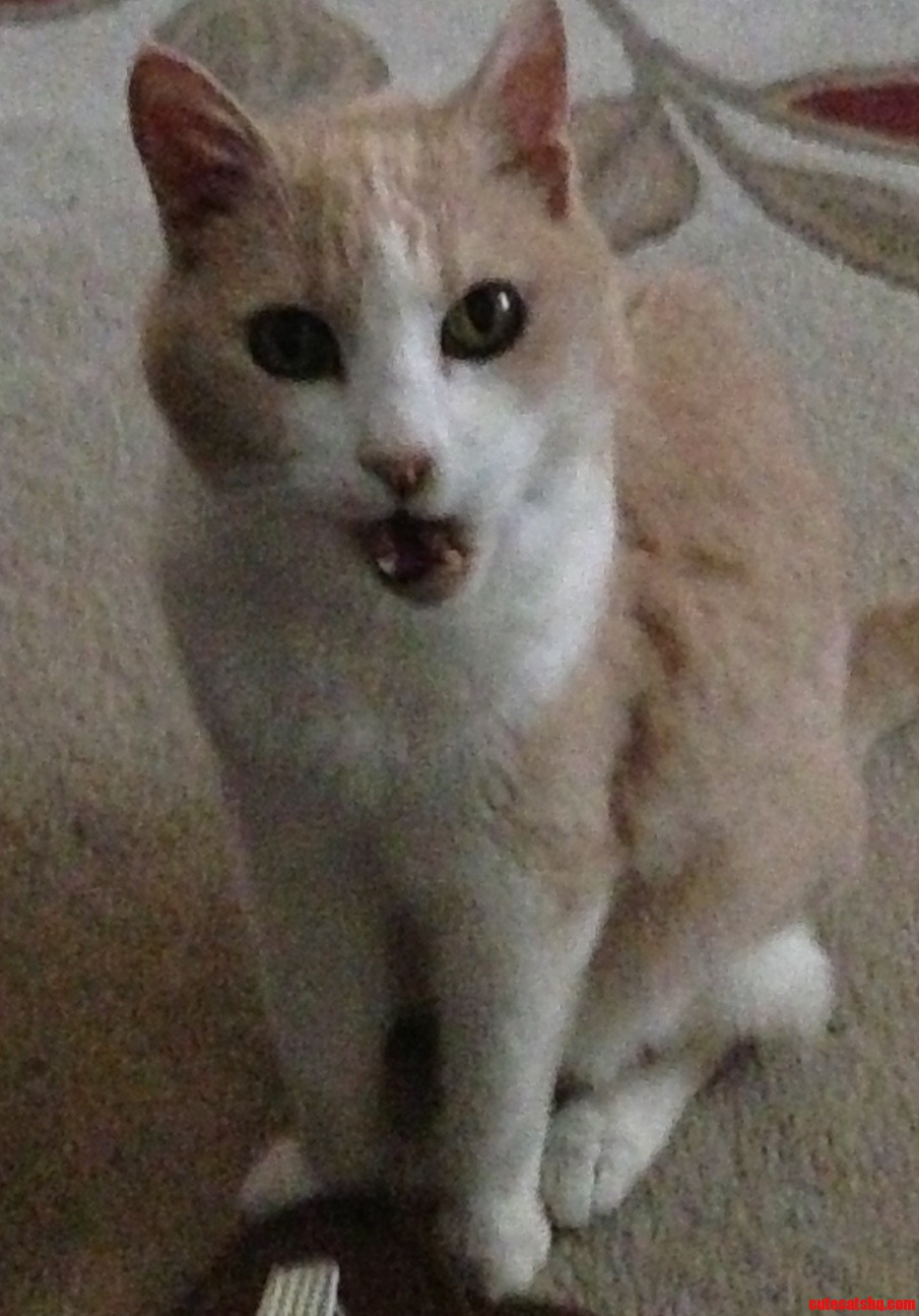 More Chicken Please