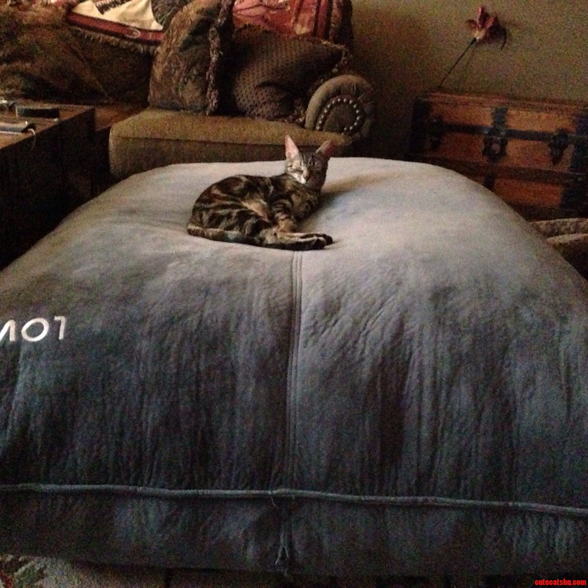 Most Expensive Cat Bed Ever