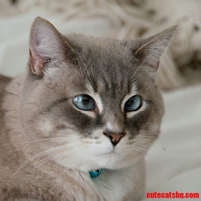 Mr. Fluffy