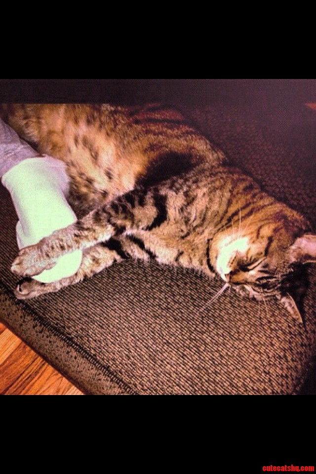 My 15 Year Old Tabby Sleeps Weird .