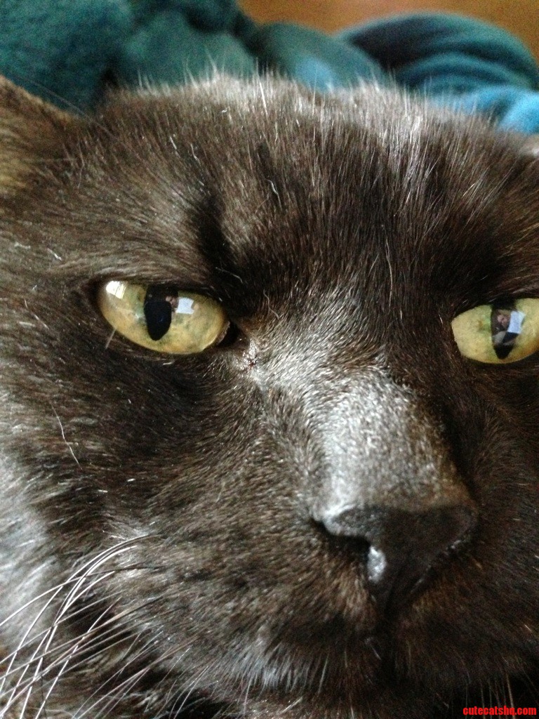 My 17 Year Old Bear. Lucky to Have Him.