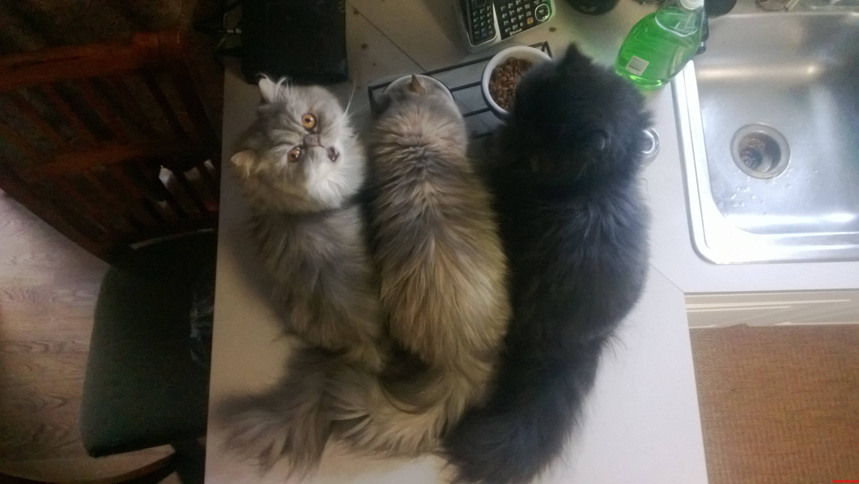My 3 Cats at Their Morning Meal