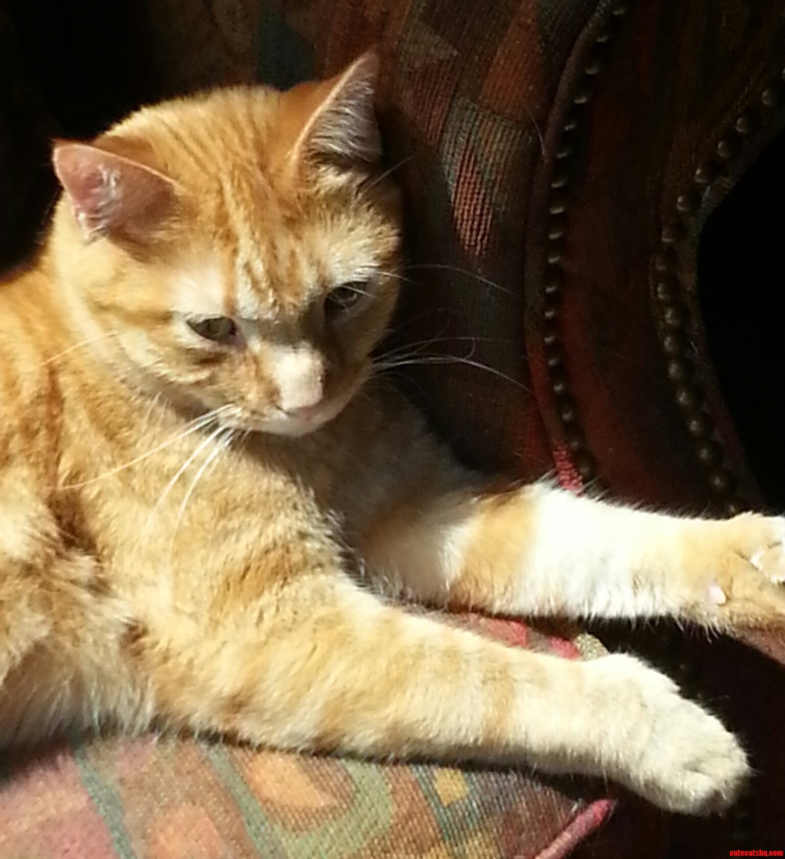 My 7-toed Honey. Bernard Oscar