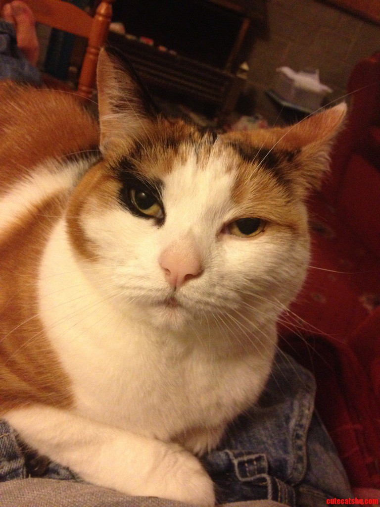 My Beautiful Poppy 6 Years Old and Still Acts Like a Kitten