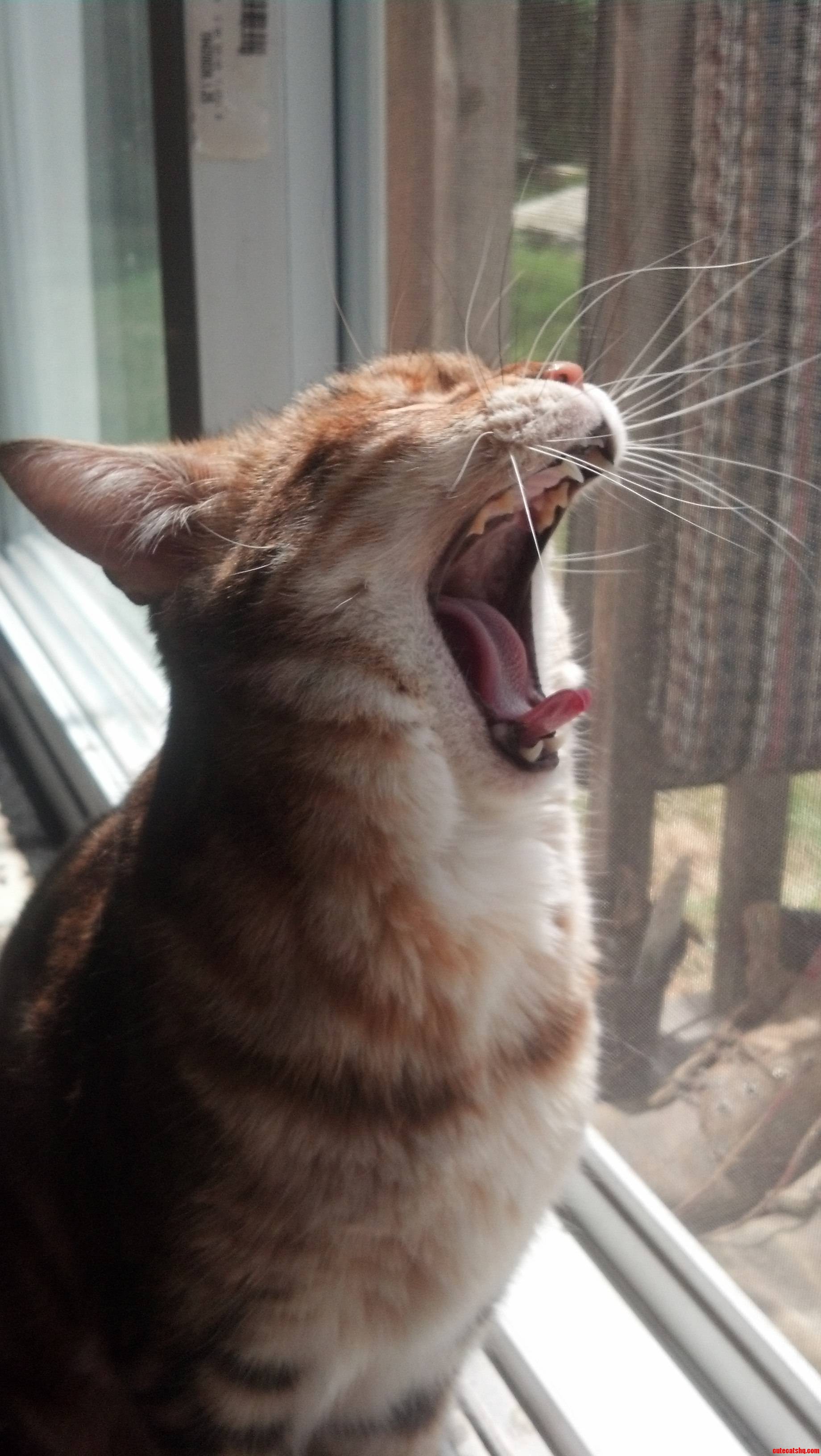 My Bengal  Sahara. Sorry for Phone Camera