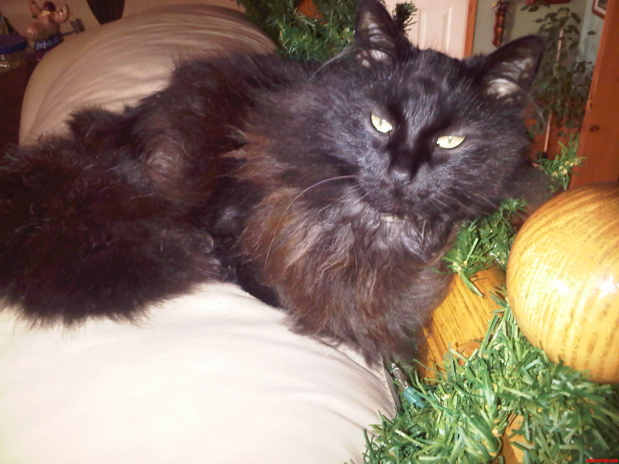 My Black Beauty
