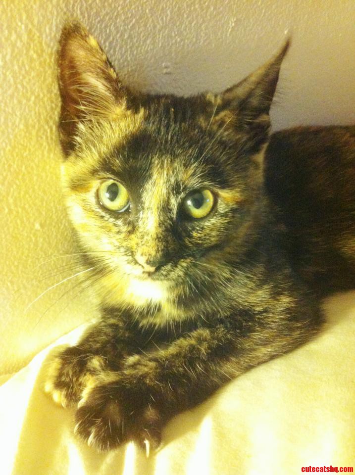 My Boyfriend and I Adopted a Barn Kitten Yesterday. Meet Lilith